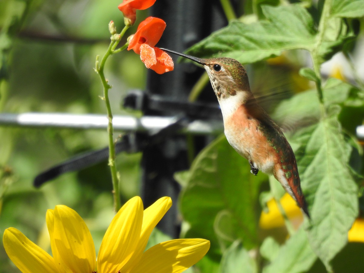 Rufous Hummingbird - ML623695160