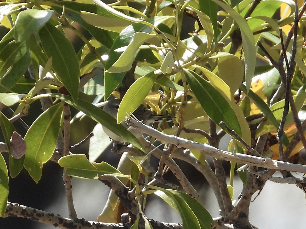 Mangrove Gerygone - Cherri and Peter Gordon