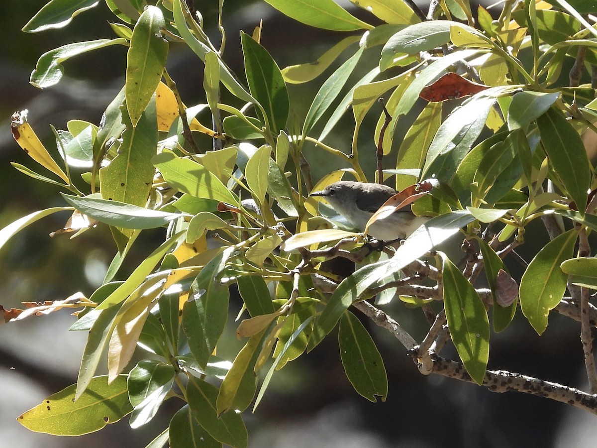 Mangrove Gerygone - ML623695175