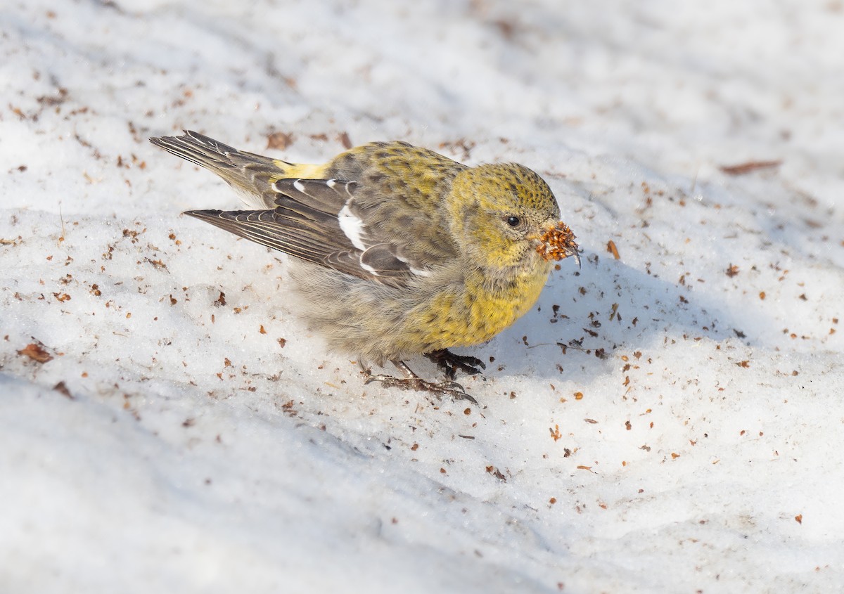 White-winged Crossbill - ML623695183