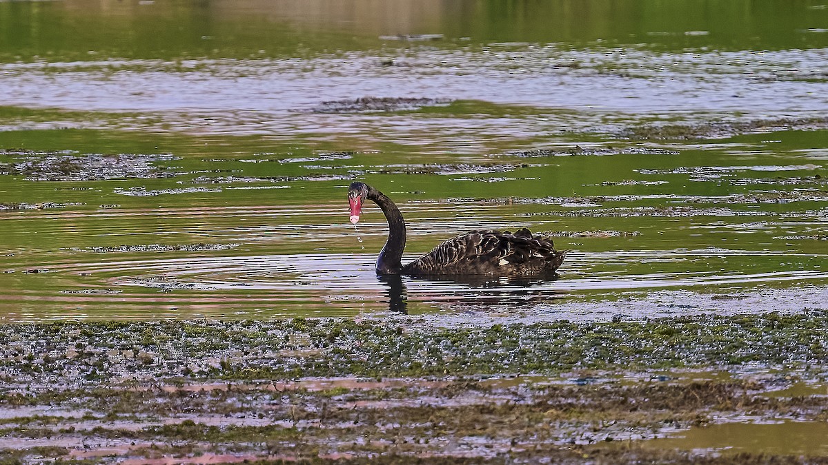 Black Swan - ML623695186