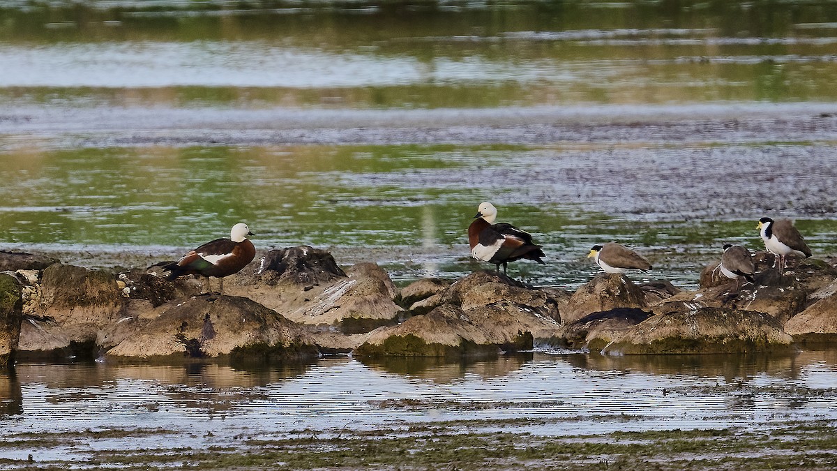 Paradise Shelduck - ML623695196