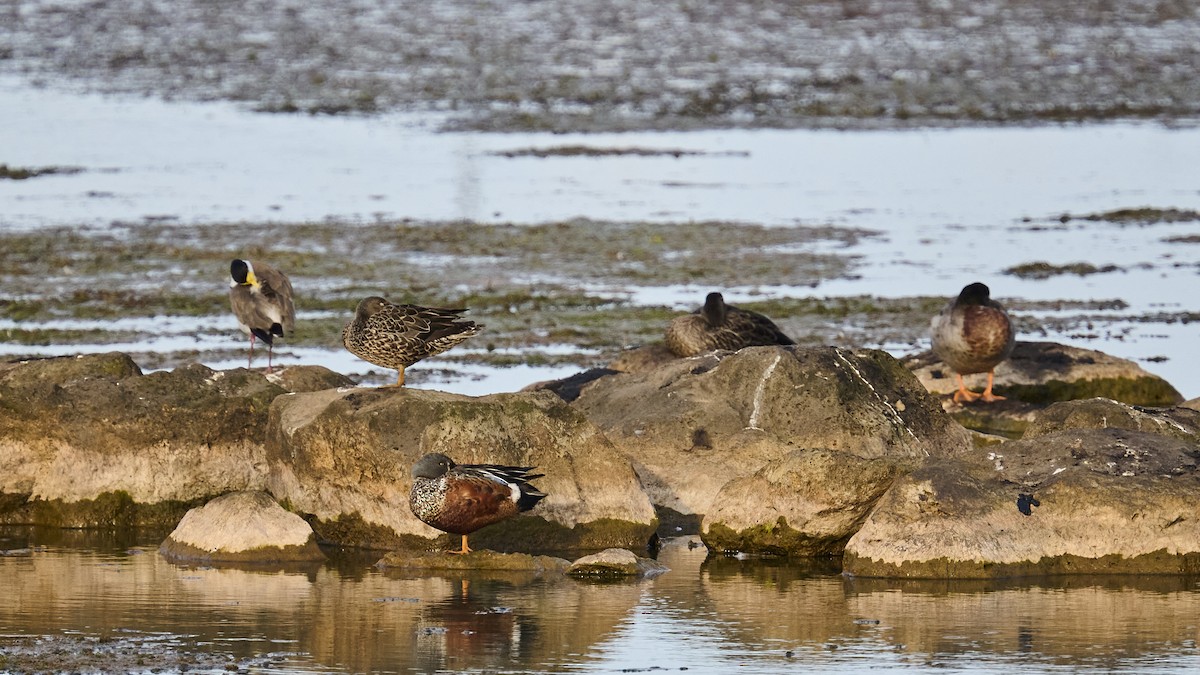 Australasian Shoveler - ML623695203