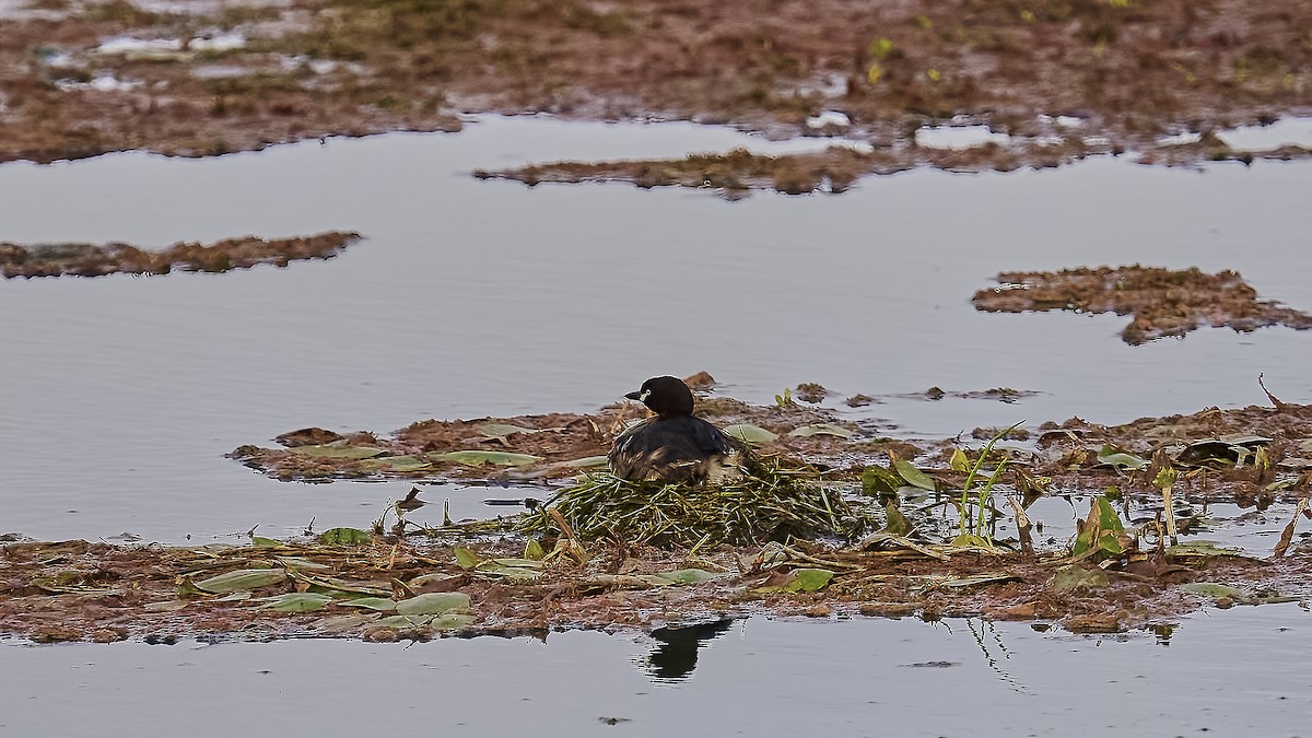 Australasian Grebe - ML623695208