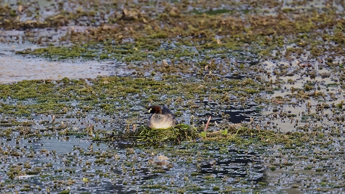 Australasian Grebe - ML623695209