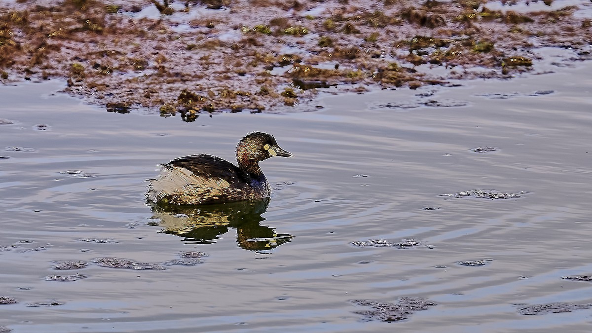 Australasian Grebe - ML623695210