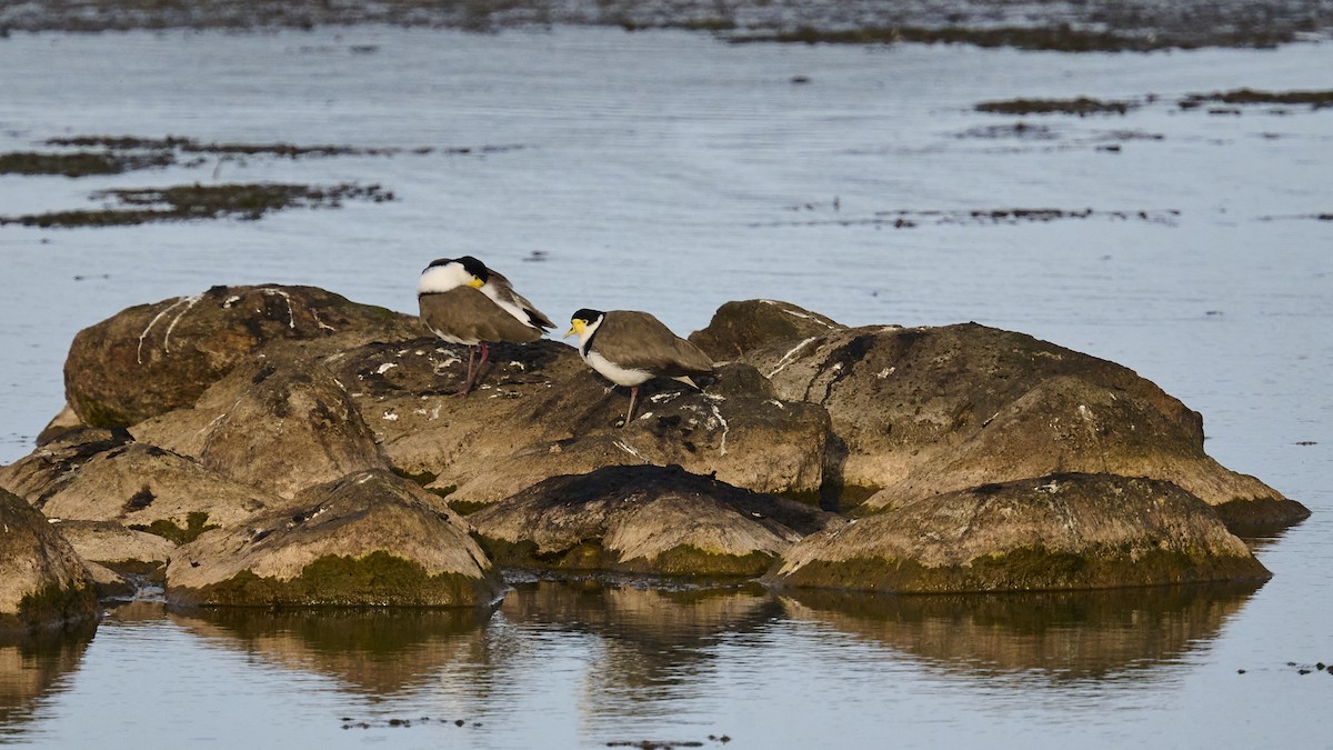 Masked Lapwing - ML623695215