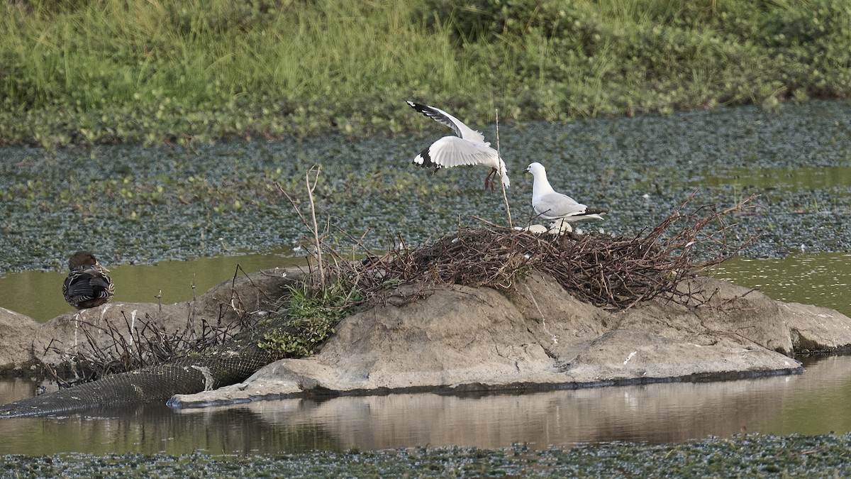 Silver Gull - ML623695219