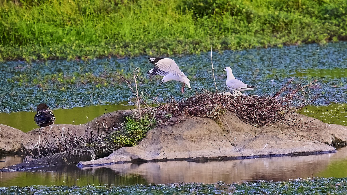 Silver Gull - ML623695220