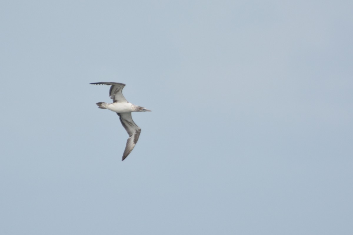 Australasian Gannet - ML623695228