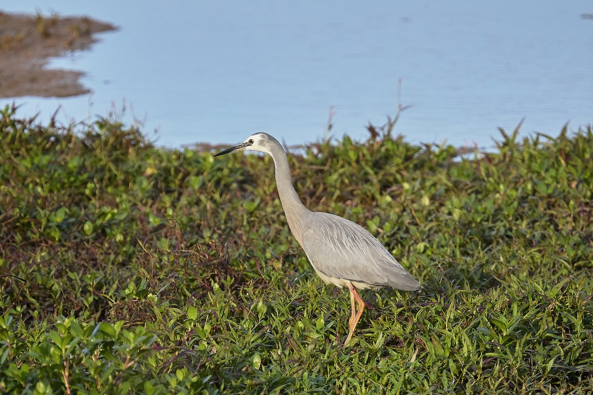 White-faced Heron - ML623695229