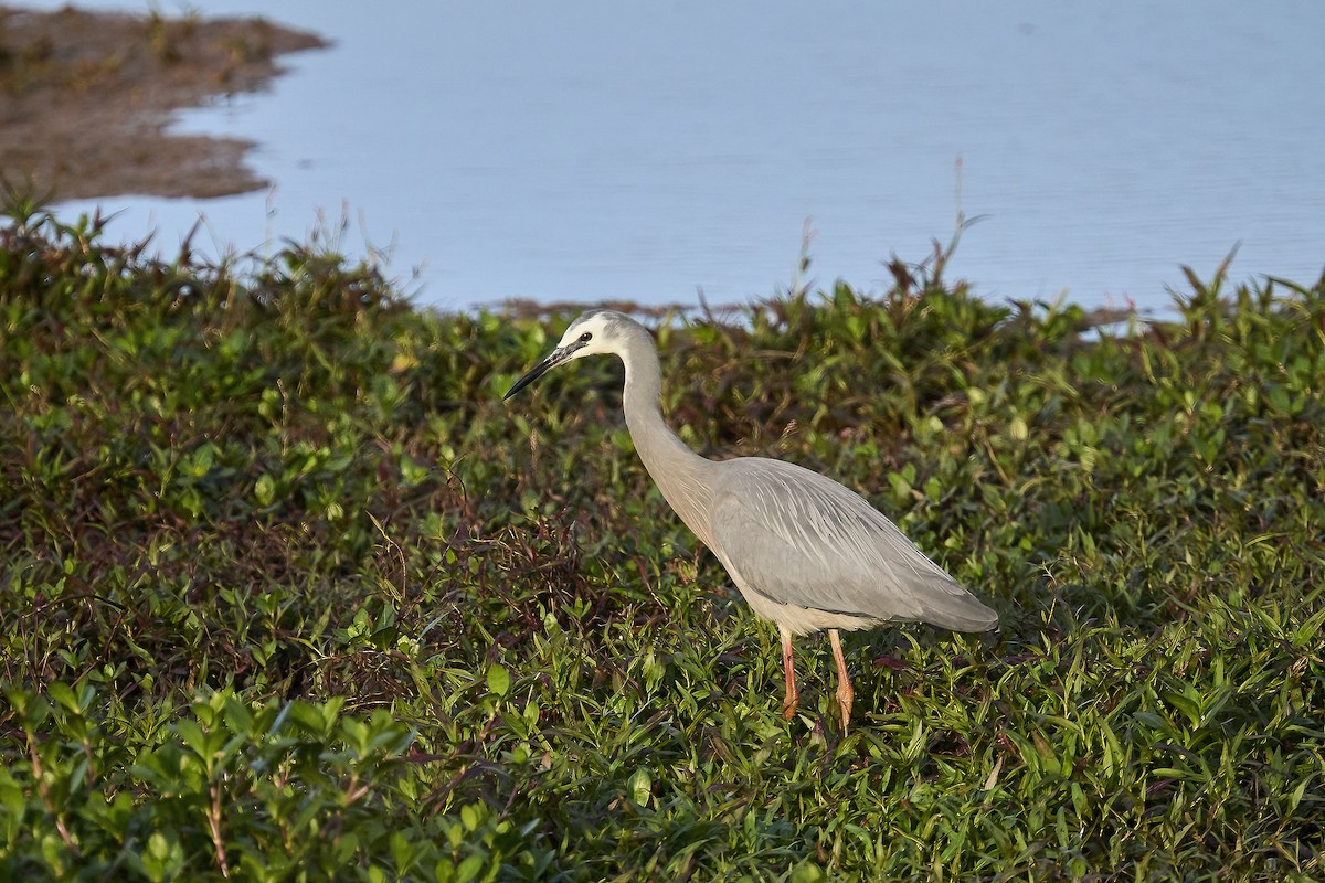 White-faced Heron - ML623695230