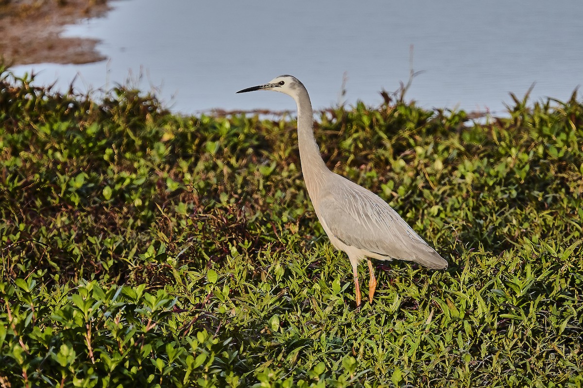 White-faced Heron - ML623695231