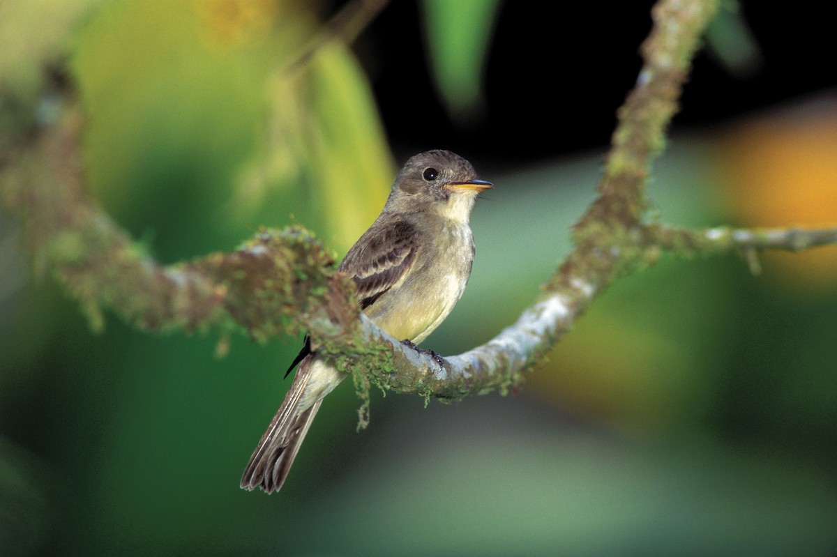 Northern Tropical Pewee - ML623695242