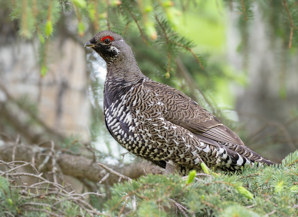 Gallo Canadiense - ML623695249