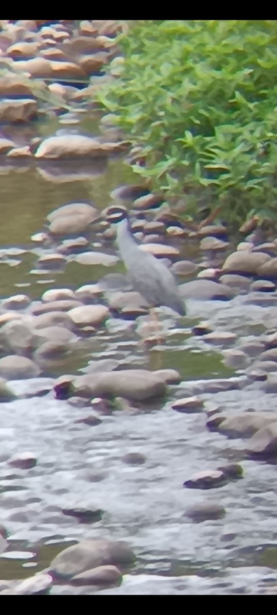 Yellow-crowned Night Heron - ML623695259