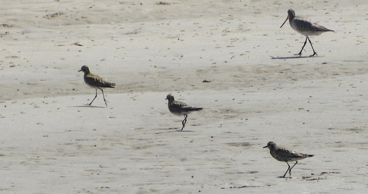 Pacific Golden-Plover - ML623695270