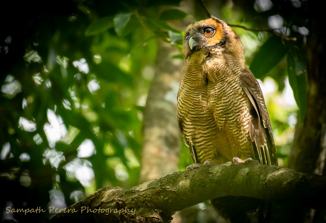 Brown Wood-Owl - ML623695275