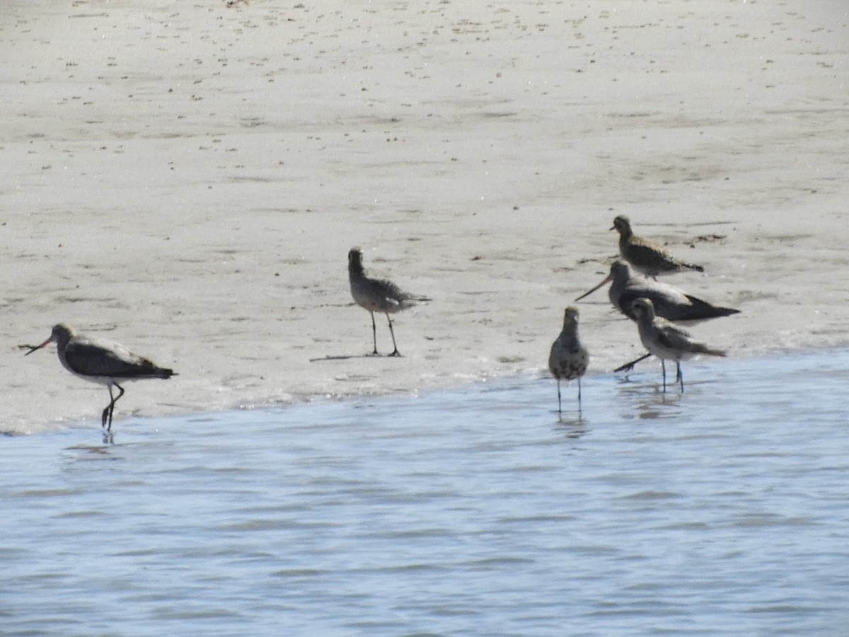 Bar-tailed Godwit - ML623695278