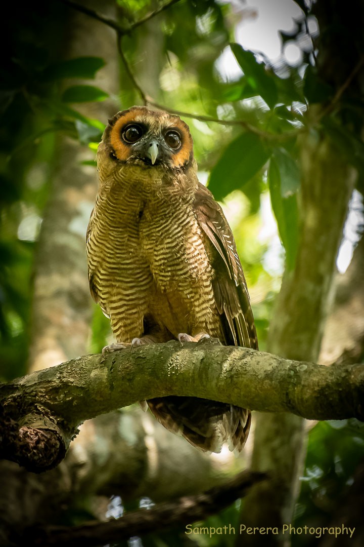 Brown Wood-Owl - ML623695281