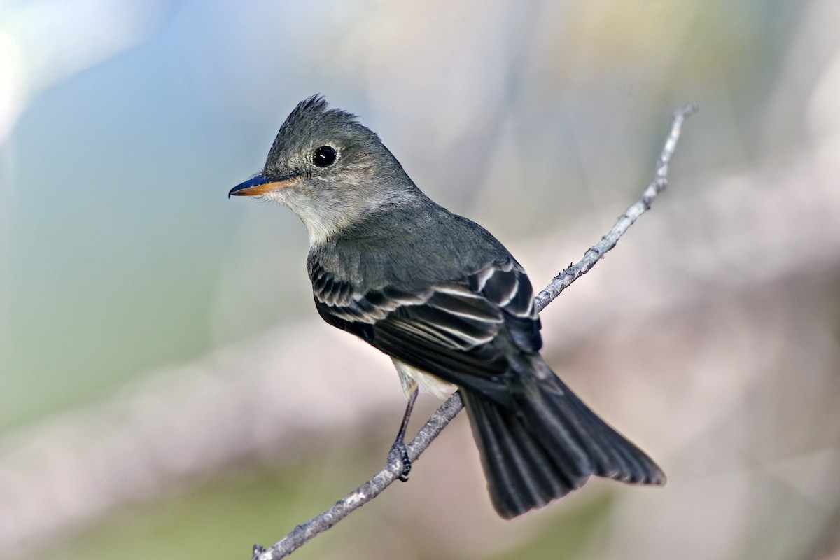 Western Wood-Pewee - ML623695282