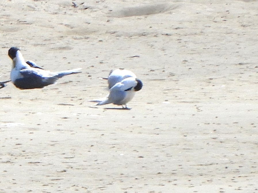 White-fronted Tern - ML623695292