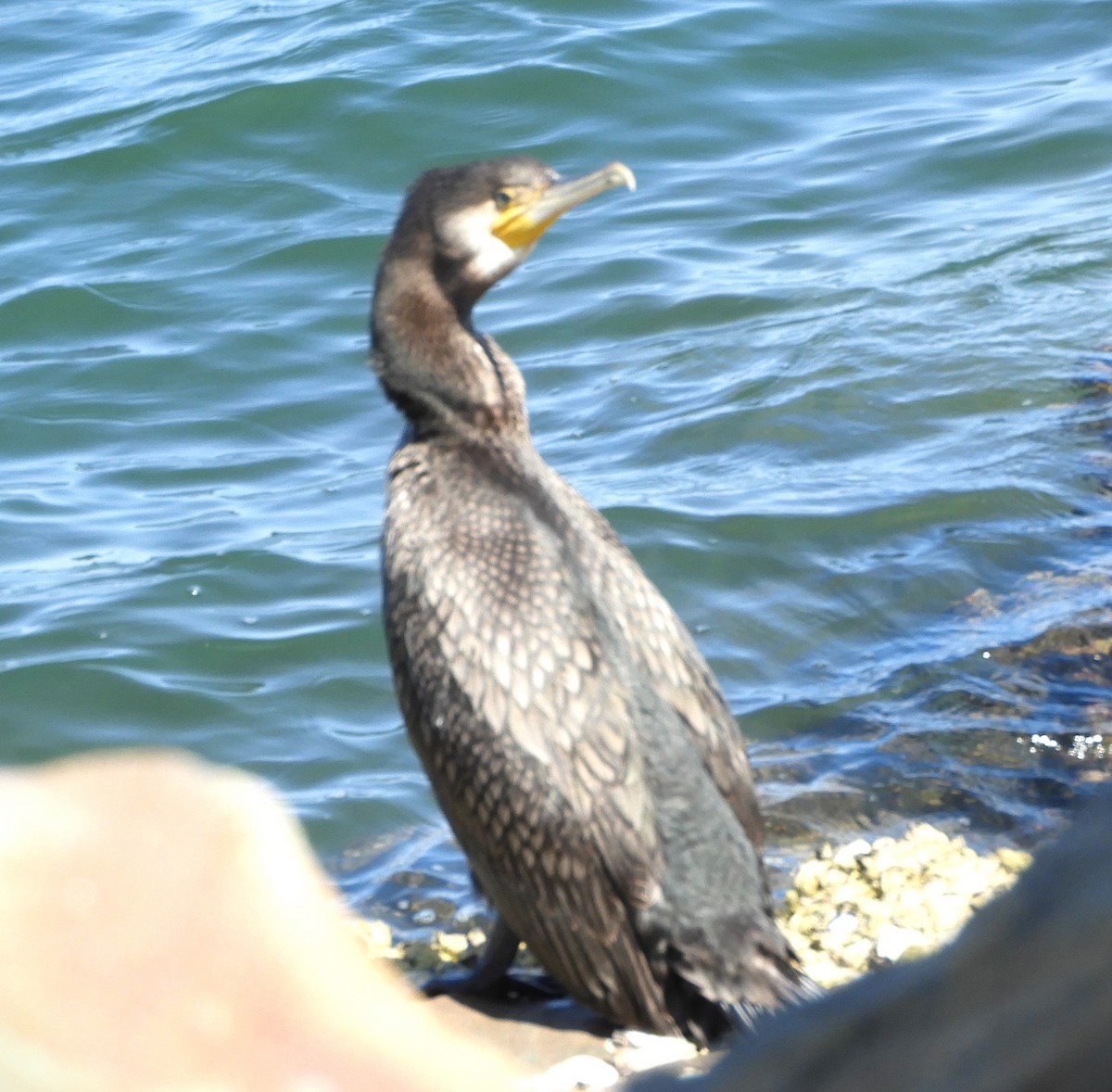 Great Cormorant - ML623695296