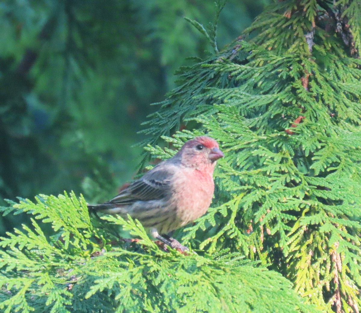 House Finch - ML623695306