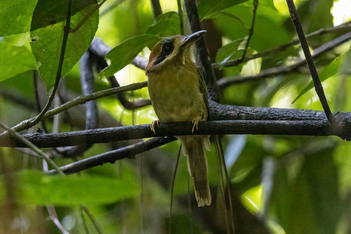 Tody Motmot - ML623695350