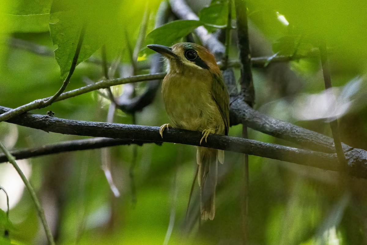 Tody Motmot - ML623695352