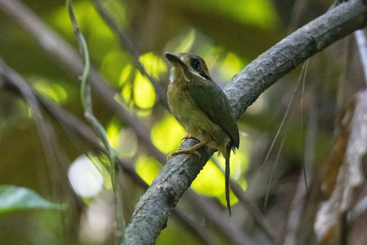 Tody Motmot - Hugo Orellana