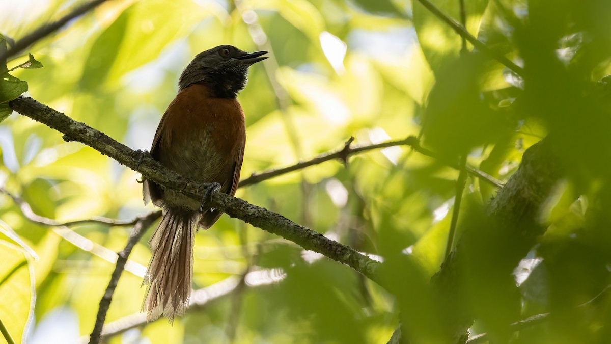 Rufous-breasted Spinetail - Hugo Orellana