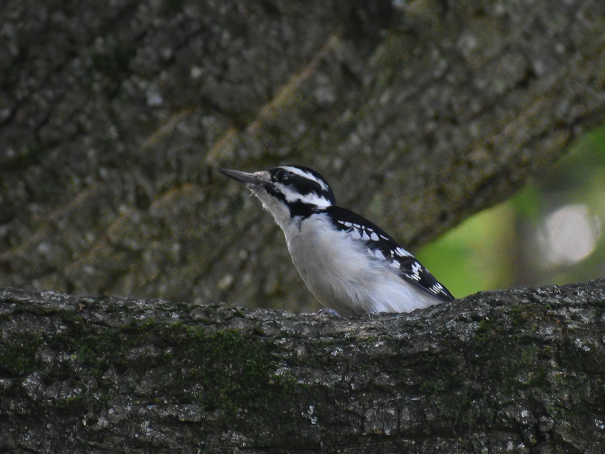 Hairy Woodpecker (Eastern) - ML623695374