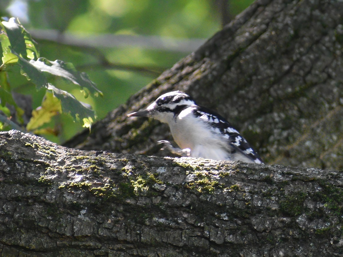 Hairy Woodpecker (Eastern) - ML623695375