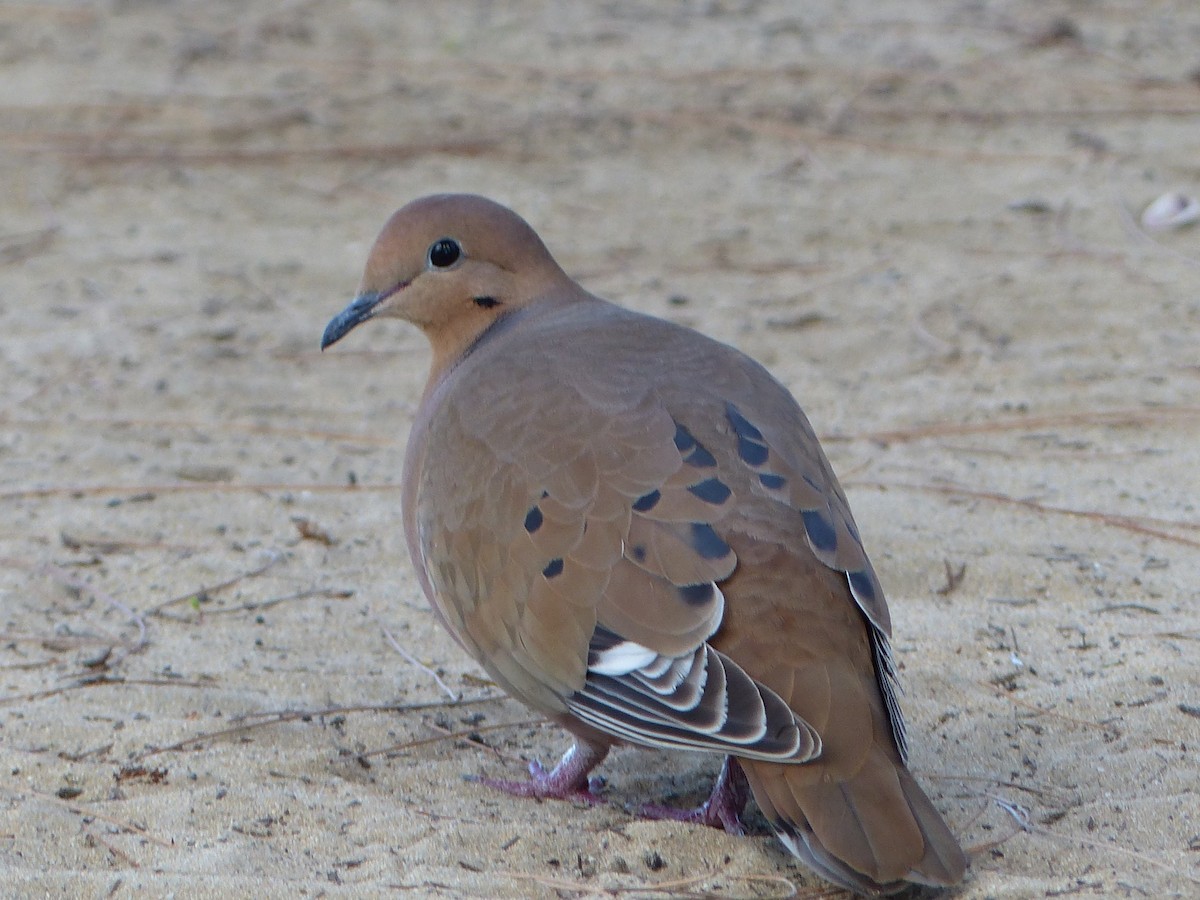 Zenaida Dove - ML623695383