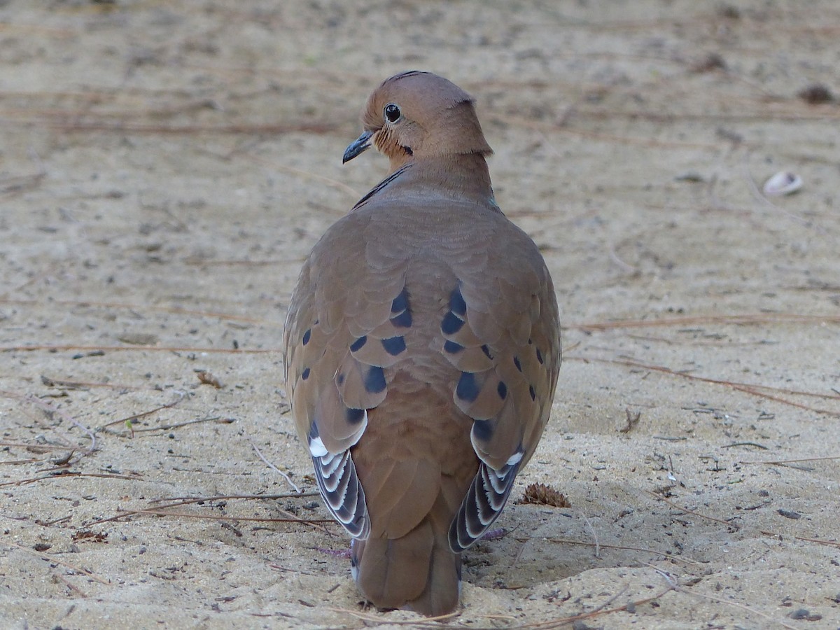 Zenaida Dove - ML623695384