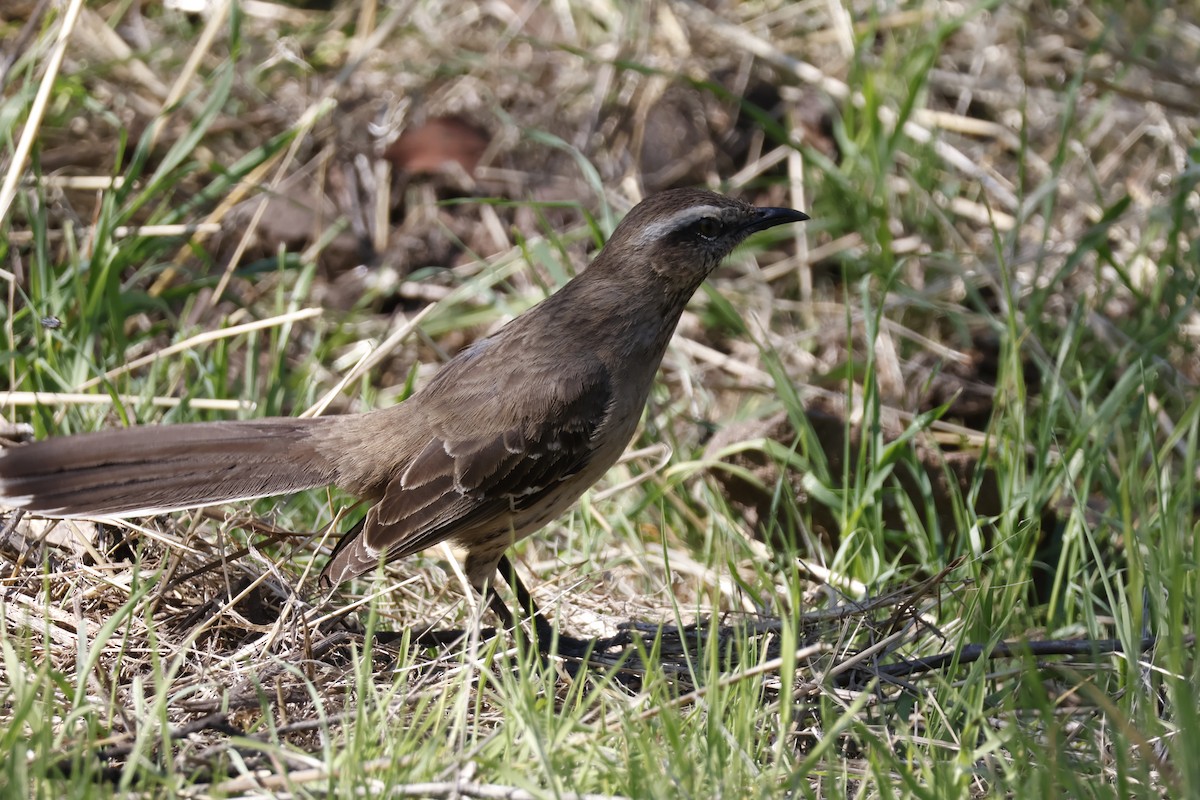 Chilean Mockingbird - Mathieu Soetens