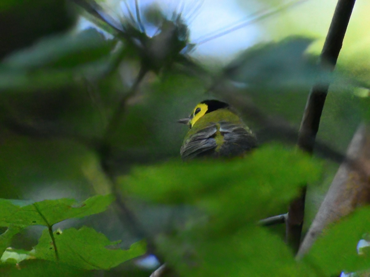 Hooded Warbler - ML623695410