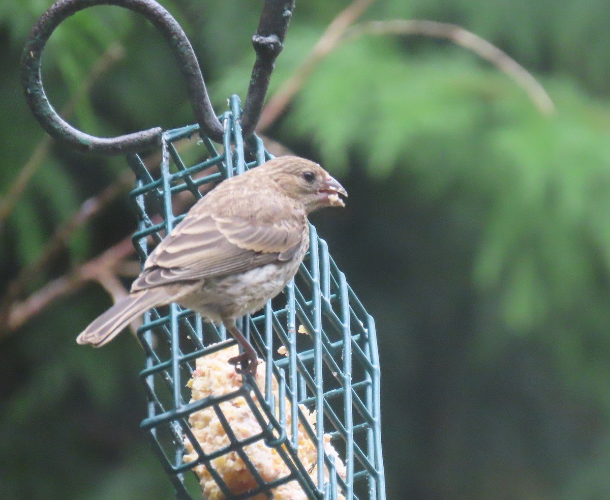 House Finch - ML623695412