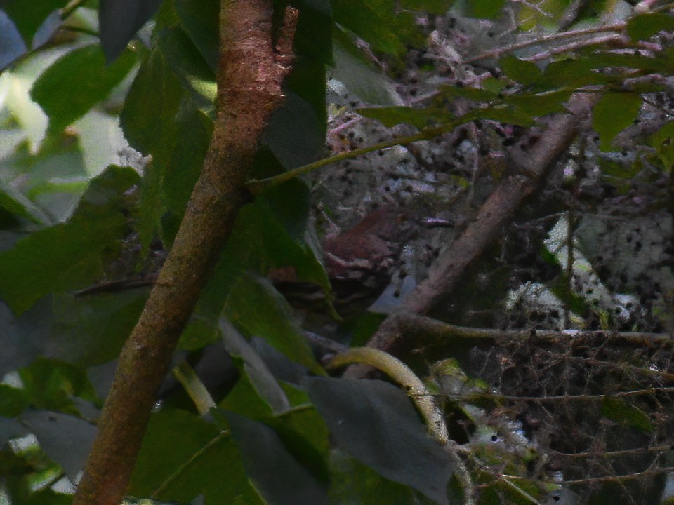 Brown Thrasher - ML623695421