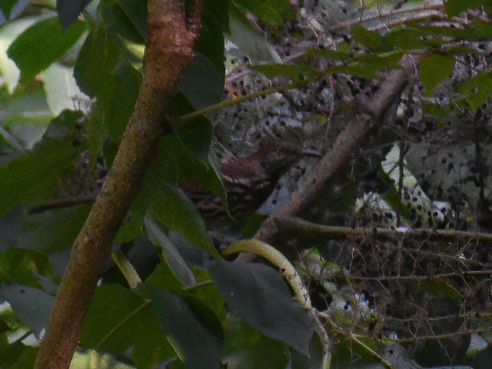 Brown Thrasher - ML623695423