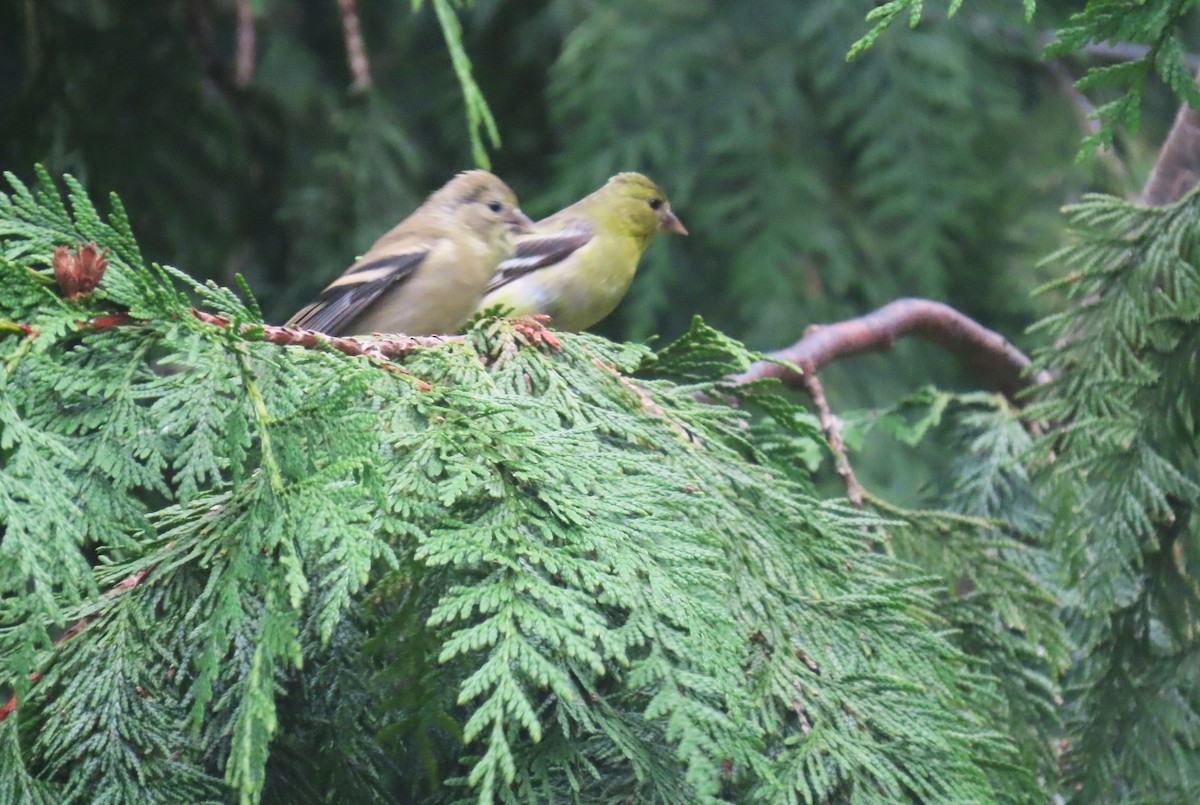 American Goldfinch - ML623695430