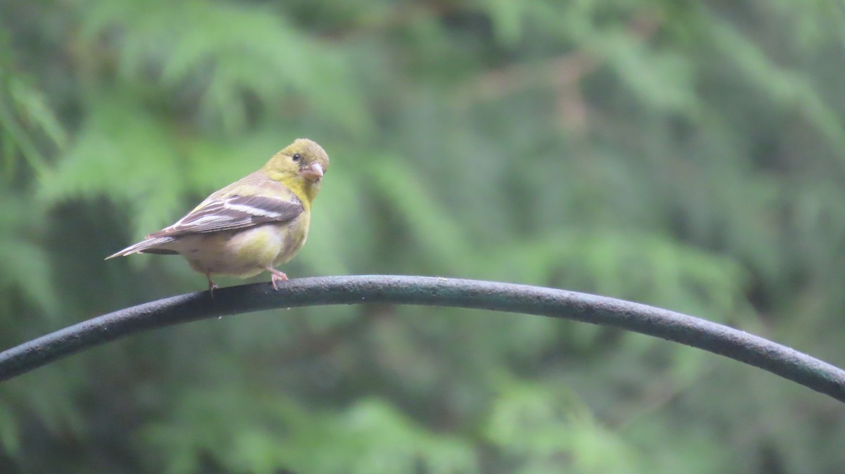 American Goldfinch - ML623695431