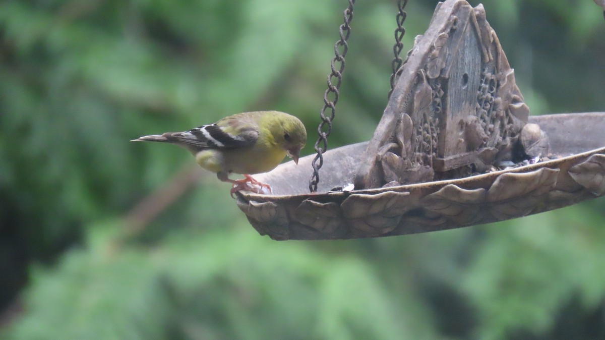 American Goldfinch - ML623695432