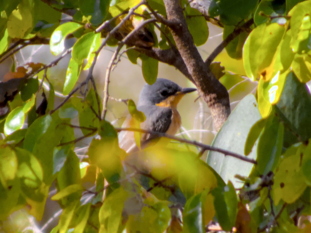 Leaden Flycatcher - ML623695433
