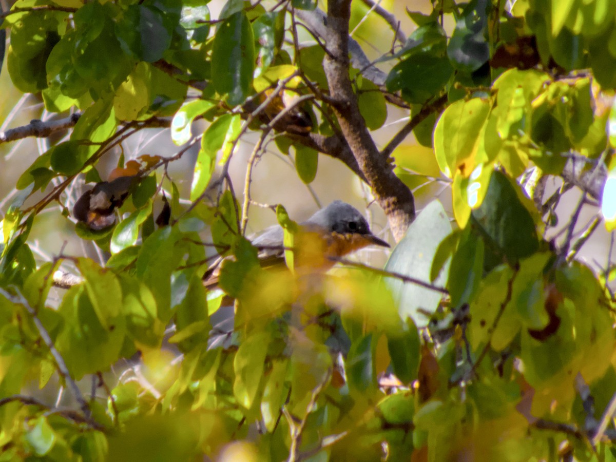 Leaden Flycatcher - ML623695434