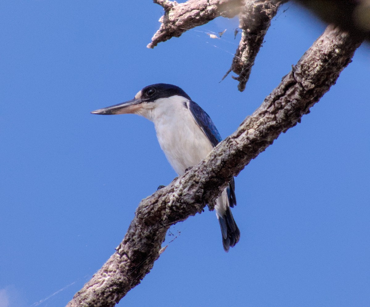 Forest Kingfisher - ML623695436