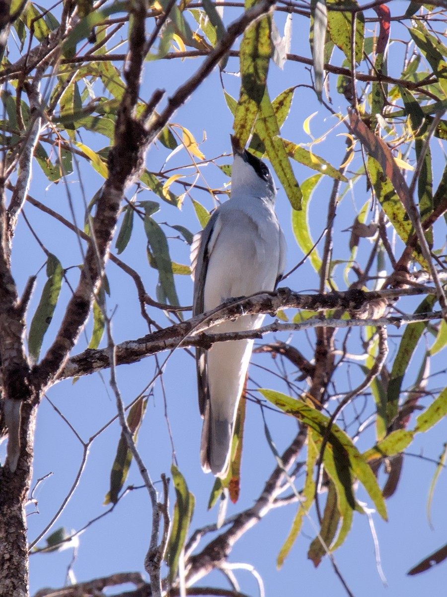 White-bellied Cuckooshrike - ML623695437