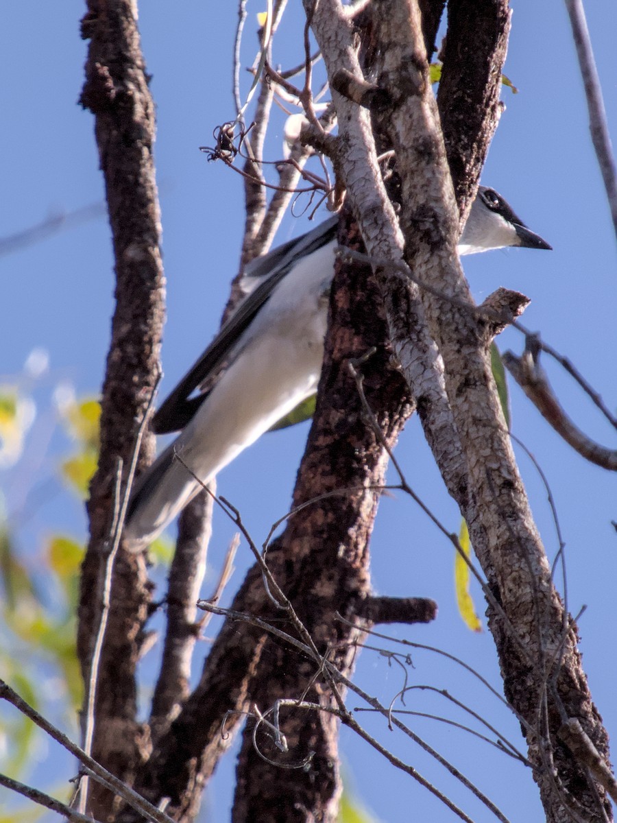 White-bellied Cuckooshrike - ML623695438