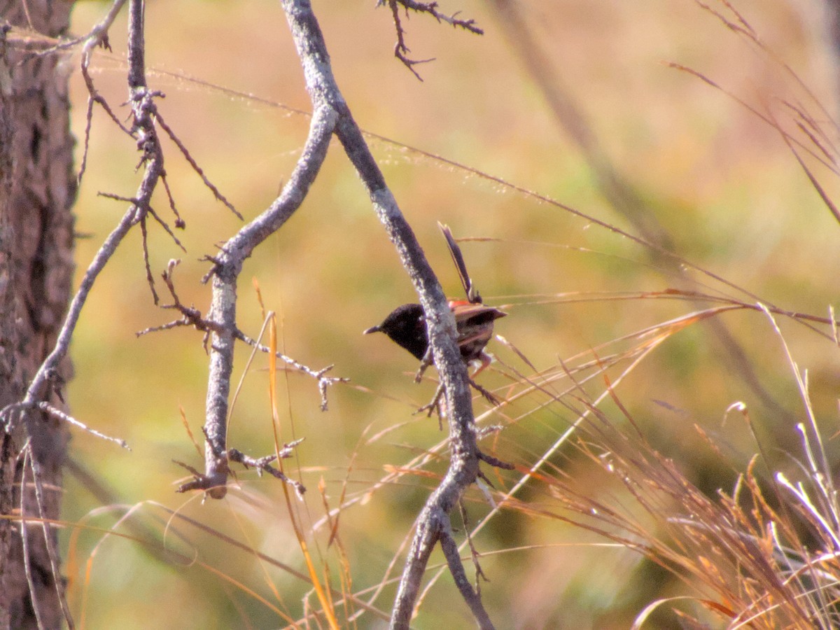 Red-backed Fairywren - ML623695439